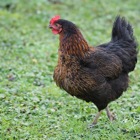 Gite Montgolfiere 6 Personnes Châtellerault المظهر الخارجي الصورة